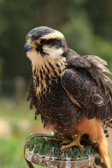 Falcão
