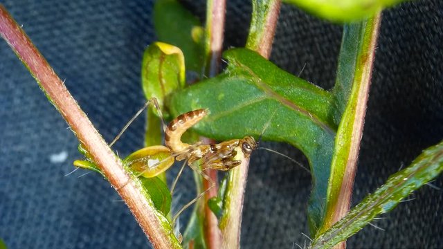 A tiny brown Mantis on leaf and twig under the microscope. Soothsayer or mantis brown insect.