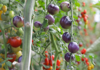 Grappe de tomates bleues