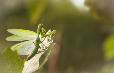 Mantis against the backdrop of a green garden