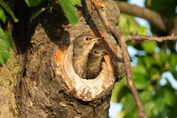 Common starling, Sturnus vulgaris