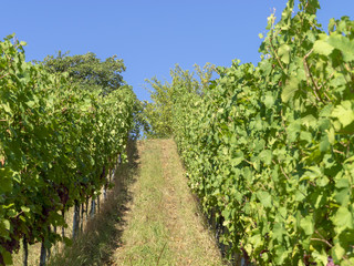 Fototapeta na wymiar Vitis. Les vignes