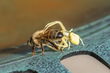 spinne und biene