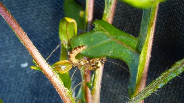 A tiny brown Mantis on leaf and twig under the microscope. Soothsayer or mantis brown insect.