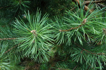 Sprig of pine.