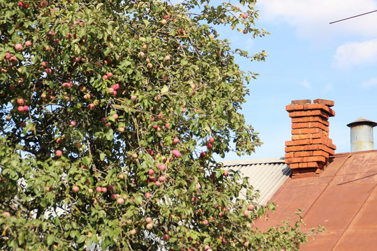 Sprig of apple-tree and a brick pipe on the roof.