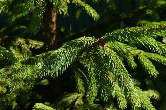Sprig of spruce.