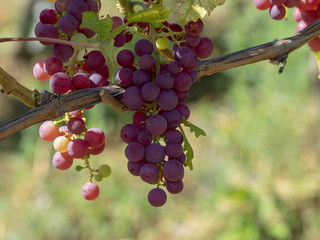 Vitis. Les Vignes et les grappes de raisins