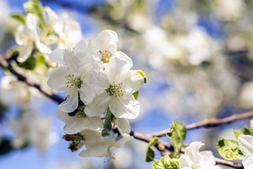 Beautiful spring blooming Apple orchard, snow-white flowers. Apple tree blooms against the blue sky.