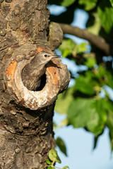 Common starling, Sturnus vulgaris