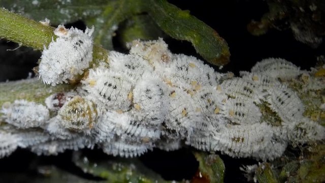 The citrus mealybug, Planococcus citri. Female mealy bugs are wingless, whitish scale-like insects, males are smaller and winged.