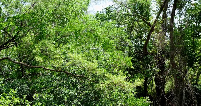 greynoldspark panr trees 1