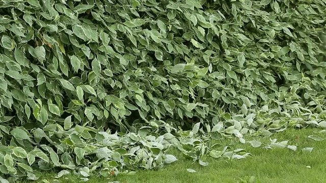 Gardener cuts electric scissors bush in garden of dern variegated