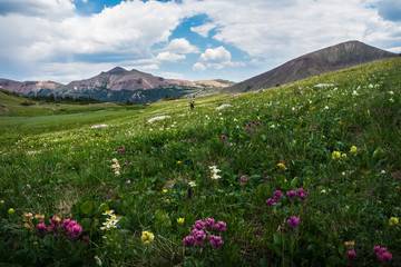 Hiking through a field of wildflowers on the American Lakes Trail in the Never Summer Mountain Range, Colorado