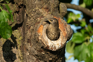 Common starling, Sturnus vulgaris