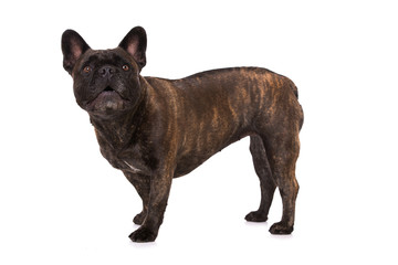 Französische Bulldogge sieht nach oben