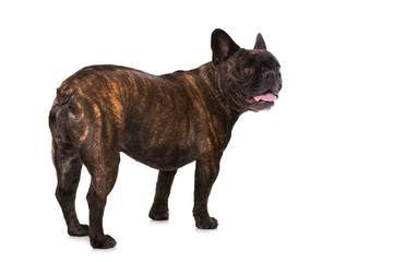 Französische Bulldogge