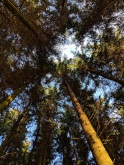 Fototapeta premium Wald