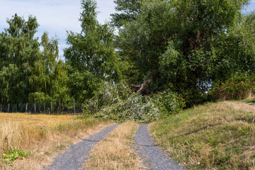 Obraz premium A fallen tree from a strong wind lying on a dirt road in a field in western Germany.