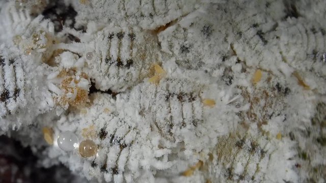 The citrus mealybug, Planococcus citri. Female mealy bugs are wingless, whitish scale-like insects, males are smaller and winged.