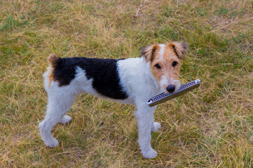 Wire haired fox terrier in the green meadow. Dog and Harmonica, also known as a French harp or mouth organ.