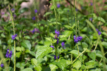 porterweed and bee