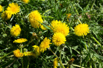 Blooming dandelion flowers on a springtime