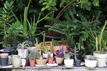 Many small pots fill with plants for decoration or small gardening