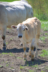 Cows grazing