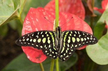 Graphium Agamemnon