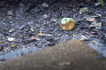 bitten green apple on the ground.