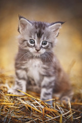 gray fluffy kitten Outdoor summer
