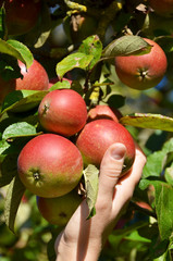 Ripe apples on the tree