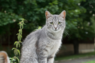 Fototapeta na wymiar a white and grey cat relaxes outdoors