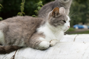 a white and grey cat relaxes outdoors