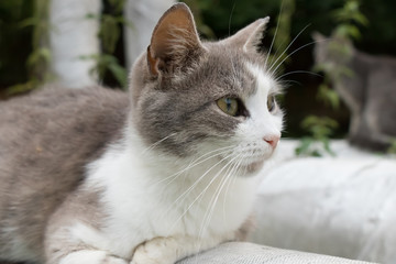 a white and grey cat relaxes outdoors