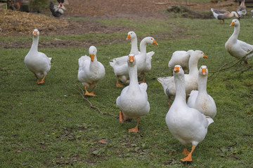 Gänse auf Wiese   geese