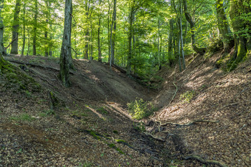 Naklejka na ściany i meble wild tiefenbach trail in the forest of sankt Wendel