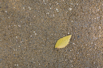 single yellow autumn leaf on the grey ground