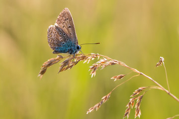 Bläuling - butterfly