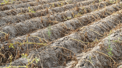 Ackerbau in Deutschland. Im heißen Sommer vernichtet die Trockenheit die angebauten Pflanzen. Die Pflanzen liegen vertrocknet in den Reihen auf dem ausgetrockneten, krustigen Erdboden.