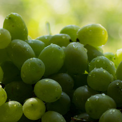 Green grape background.