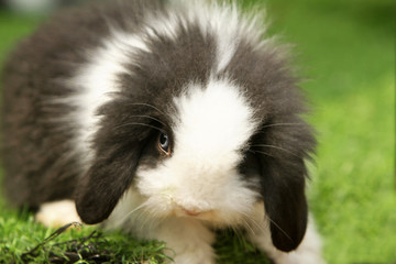 rabbit 6