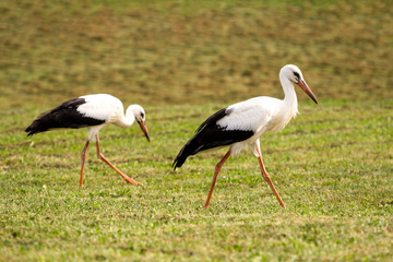 Obraz na płótnie Canvas White storks in the green meadow