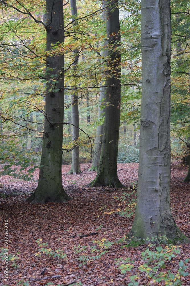 Sticker Herbstwald