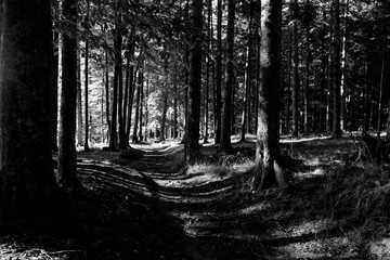 Deep forest trail black and white, Slovenia travel.