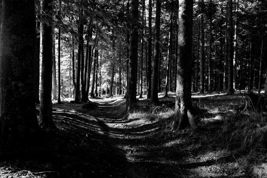 Fototapeta Deep forest trail black and white, Slovenia travel.