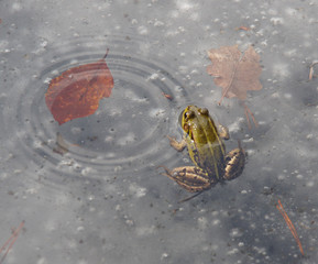 anomalia pogodowa, żaba wystająca z lodu w otoczeniu liści