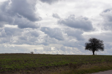 Fototapeta na wymiar Samotne drzewo i chmury, dynamiczne zmiany w pogodzie, front atmosferyczny, porywiste wichury, kłębiaste chmury
