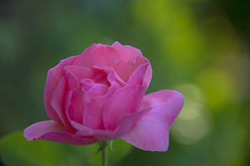 FLOWERS - Rose in a sunlight